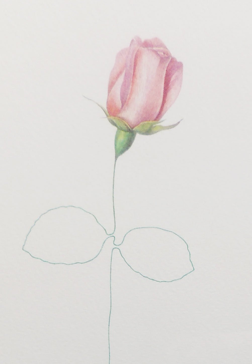Isidro Ventura, Fils i rosa, acuarela contemporánea con rosa rosa formada por hilo y bobinas sobre fondo blanco minimalista detalle flor