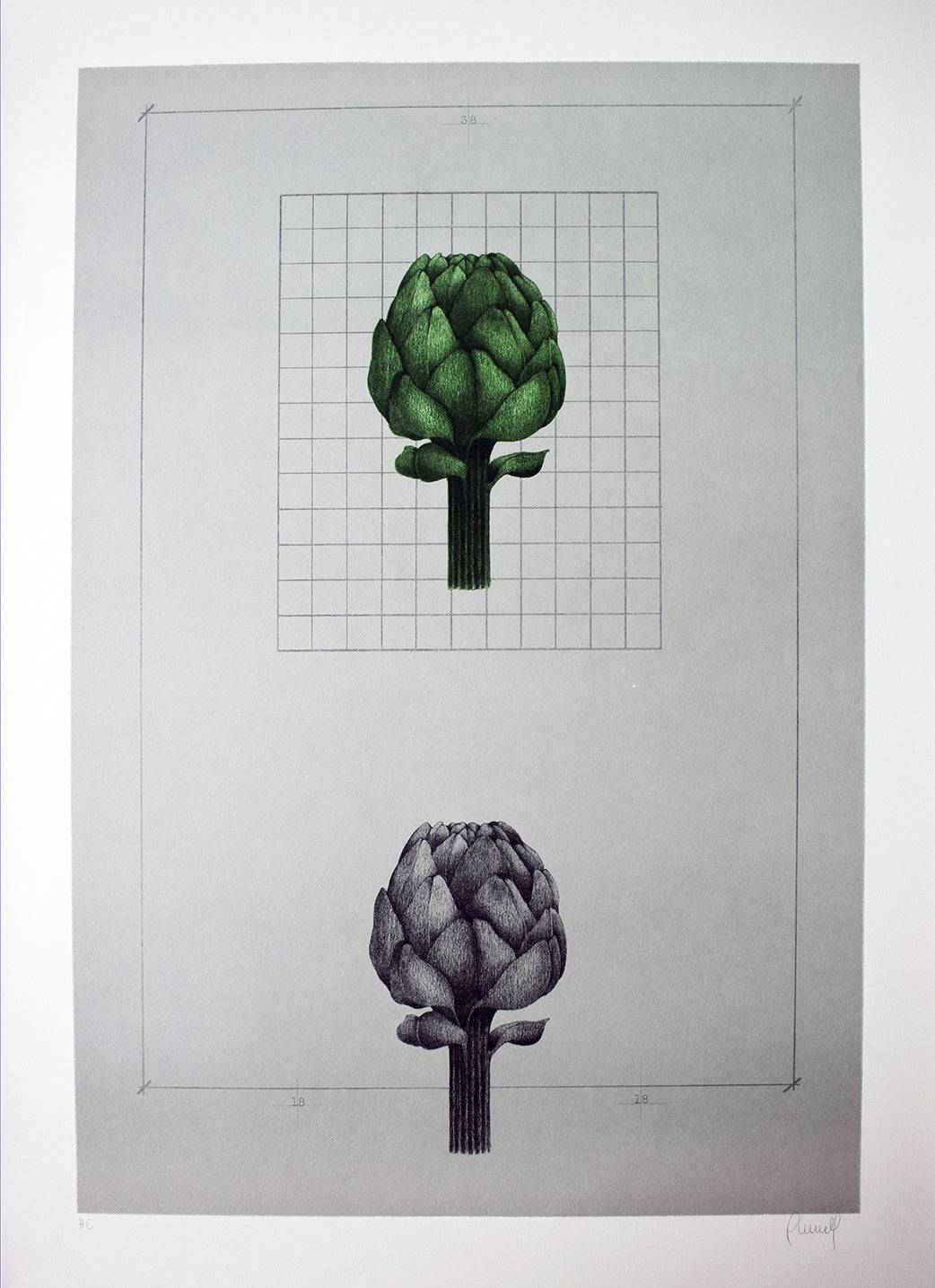 Carles Planell Alcachofa grabado minimalista botánico Gaudifond