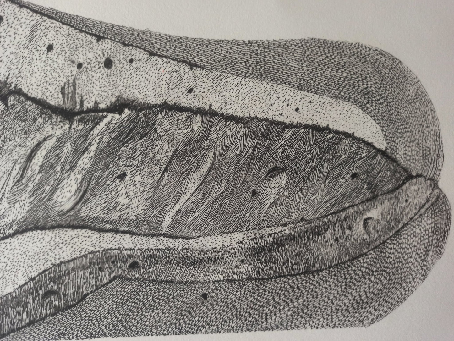 Aguafuerte de Pablo Serrano, Barra de Pan, obra gráfica original sobre el pan como símbolo de unión, amor y solidaridad en el arte contemporáneo español, detalle dibujo