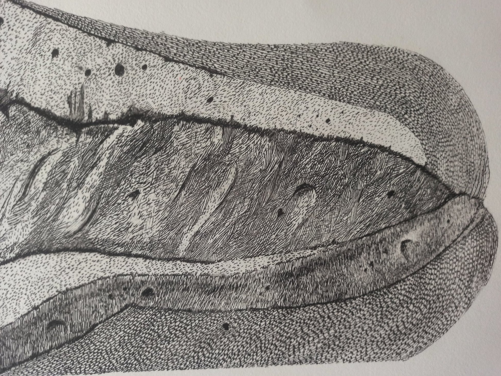 Aguafuerte de Pablo Serrano, Barra de Pan, obra gráfica original sobre el pan como símbolo de unión, amor y solidaridad en el arte contemporáneo español, detalle dibujo